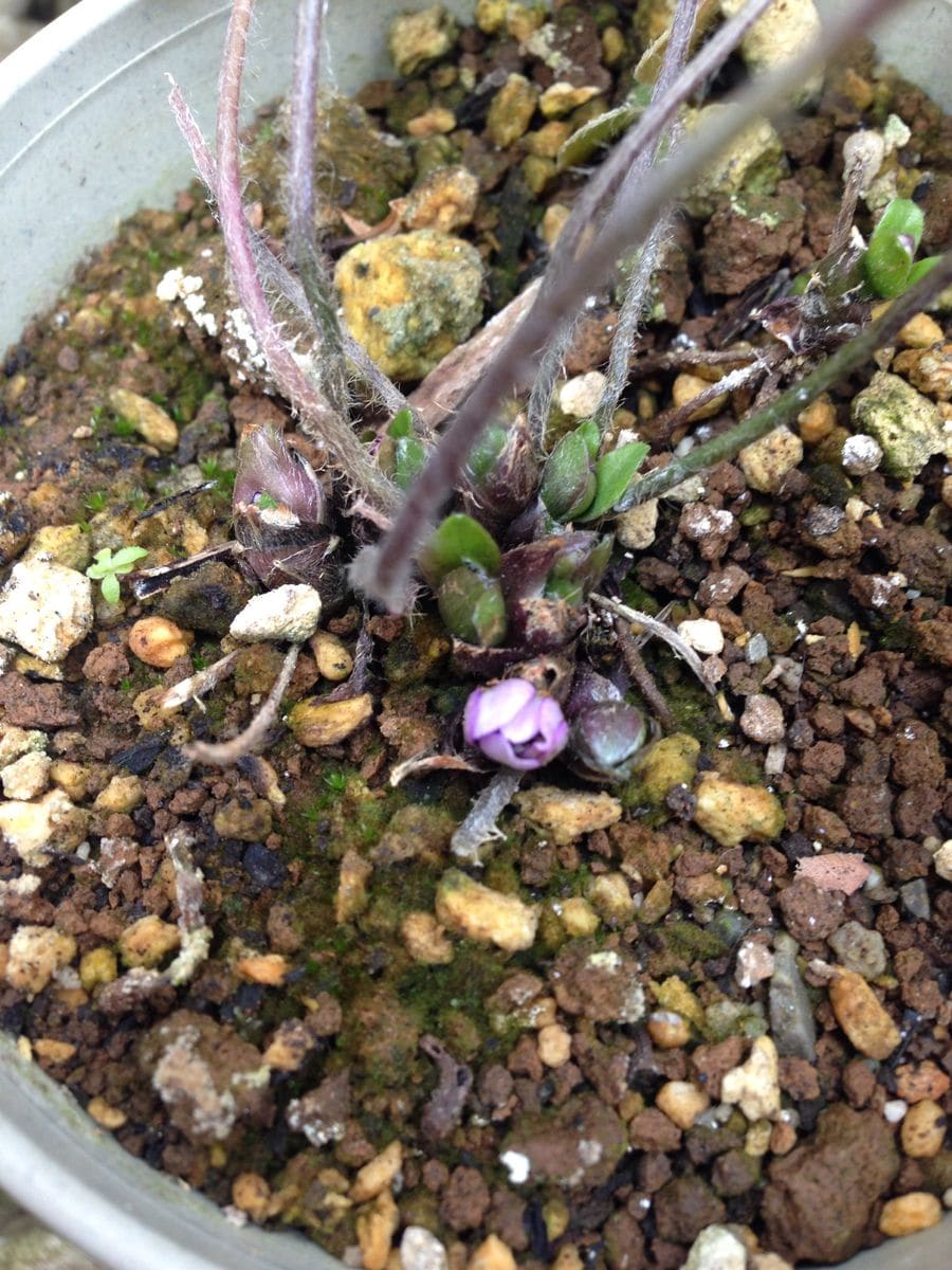 雪割草の花芽