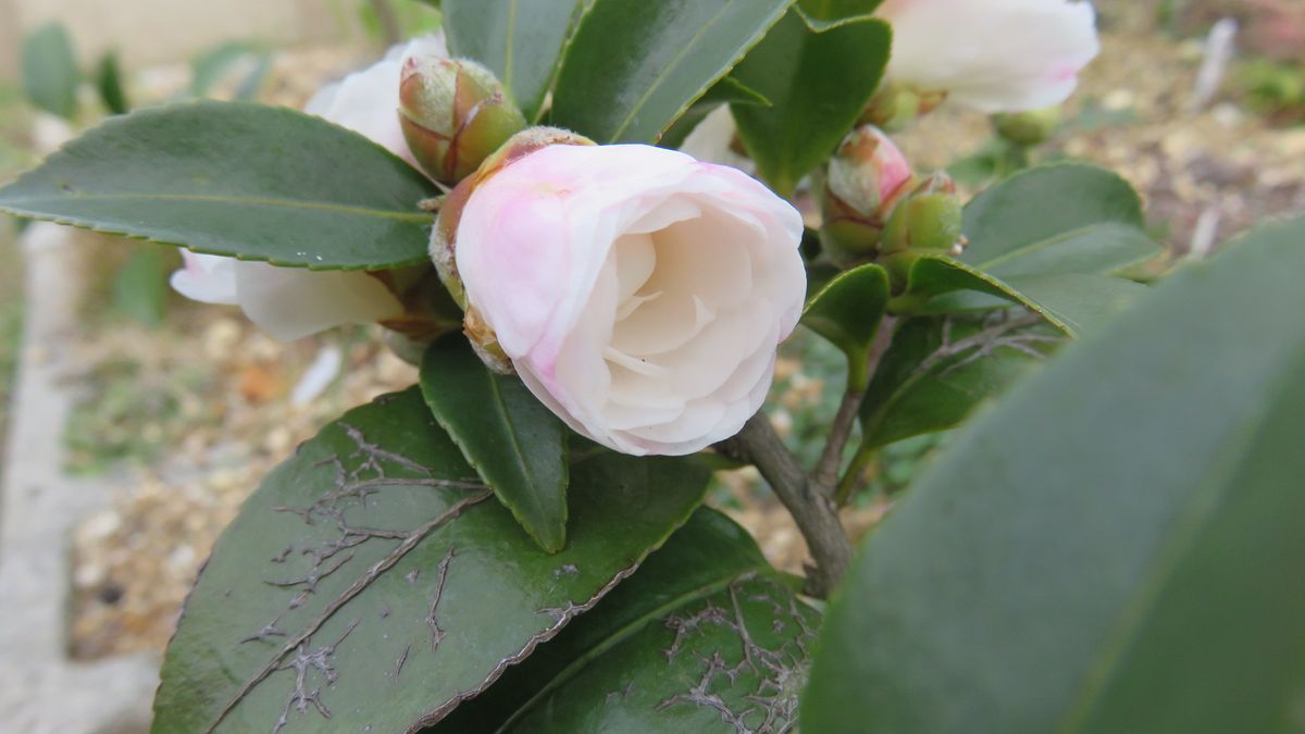 季節の花山茶花と季節外れのレンギョウ