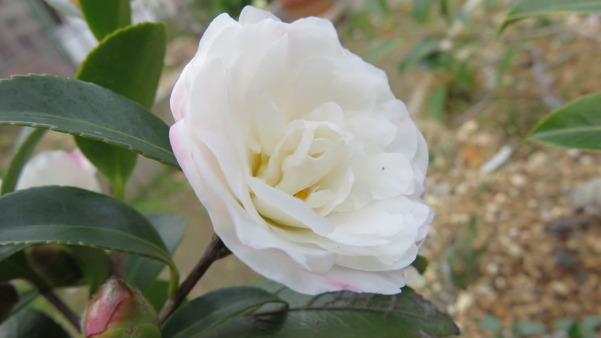 季節の花山茶花と季節外れのレンギョウ