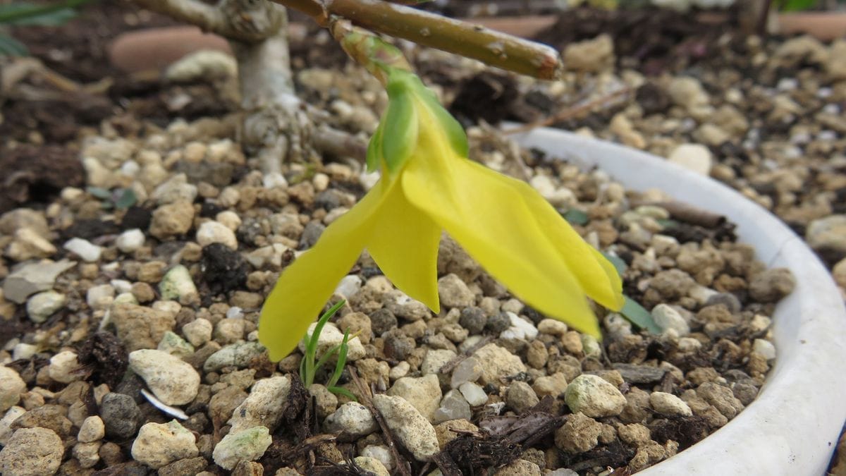 季節の花山茶花と季節外れのレンギョウ