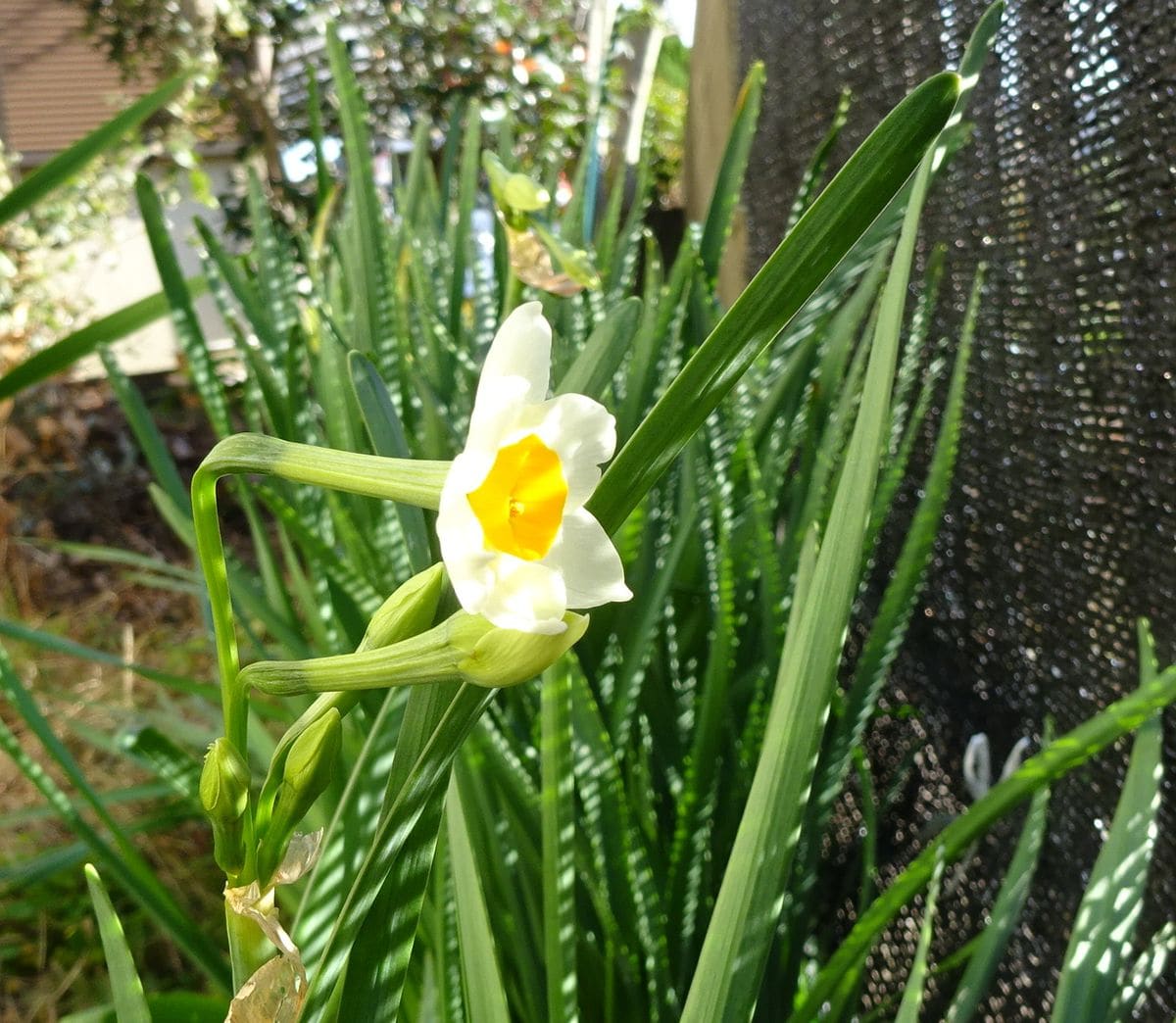 鳥さんに会いたい