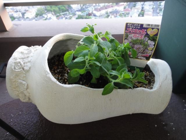 寄せ植え、植え替え