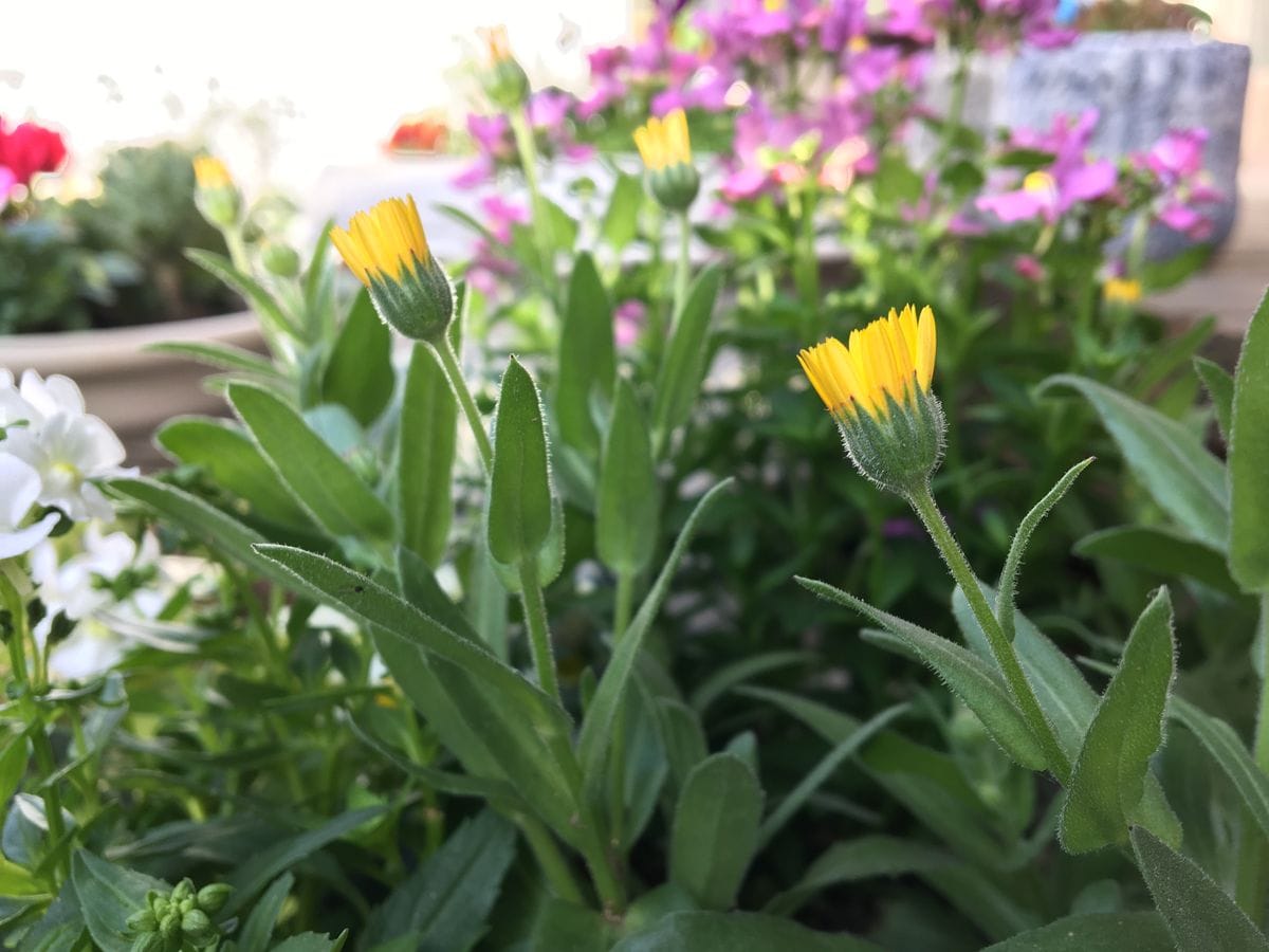 寒いし〜ギュッとしてるお花➕α 追記