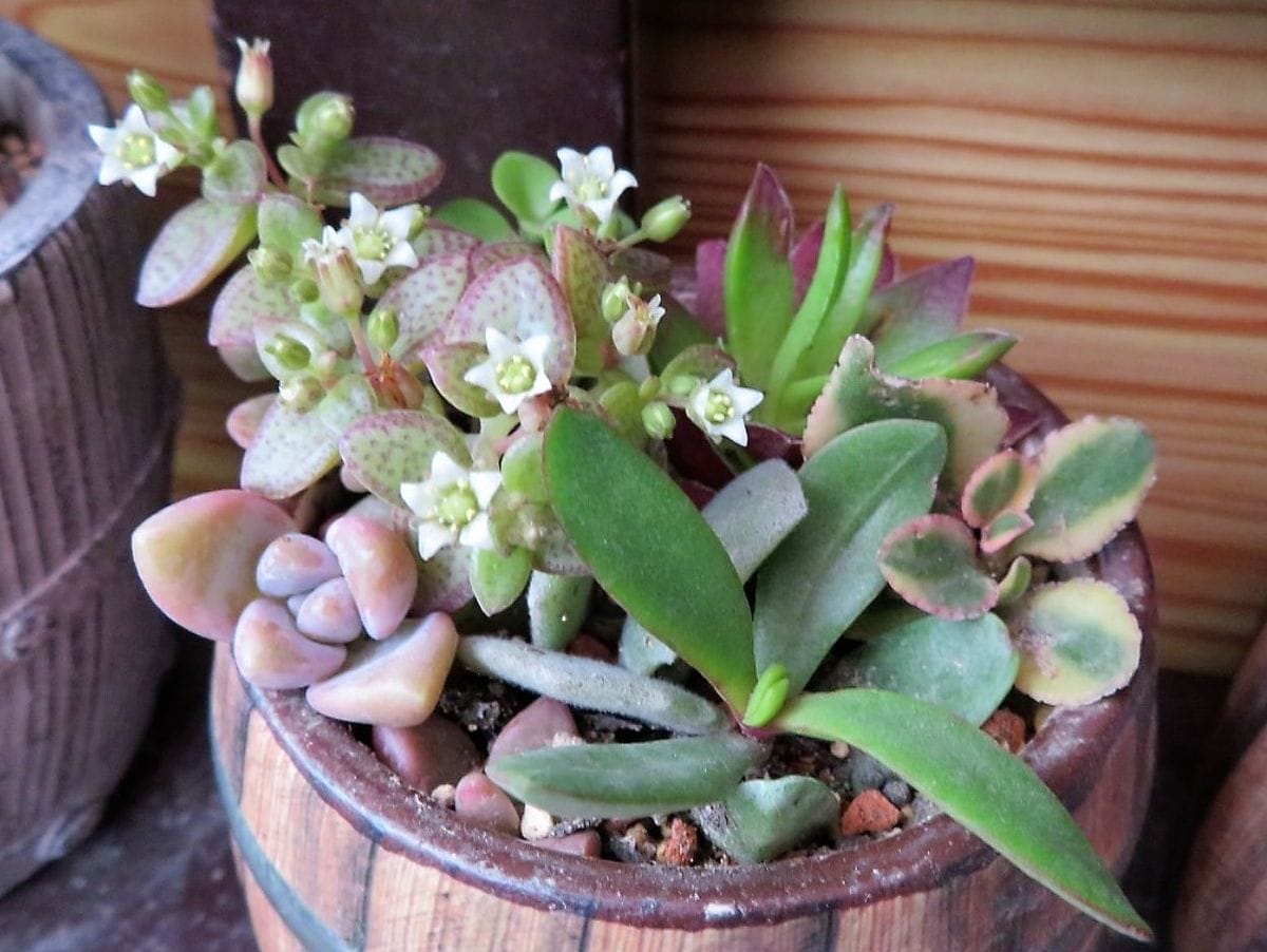 多肉植物の小さい花たち