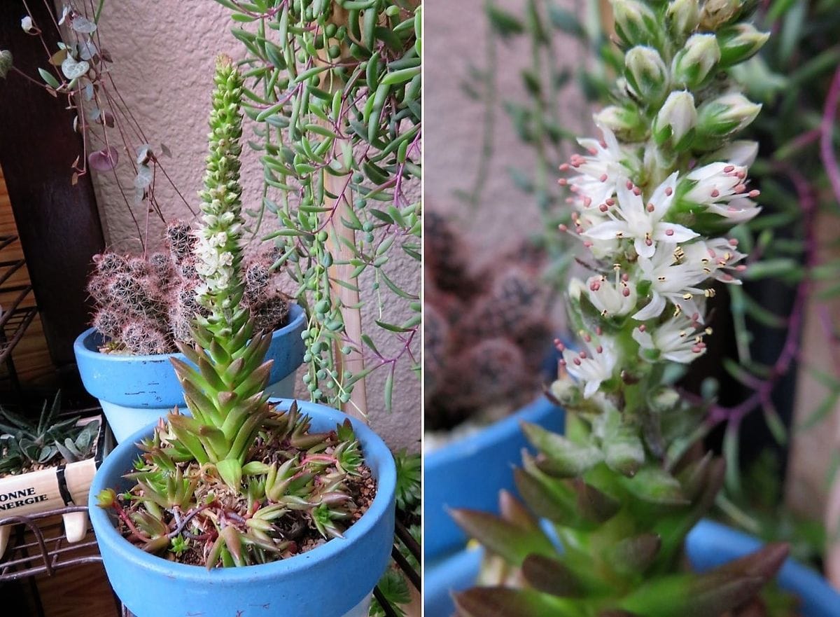 多肉植物の小さい花たち