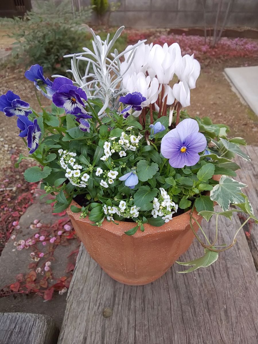 寄せ植え🌱🌼🌿