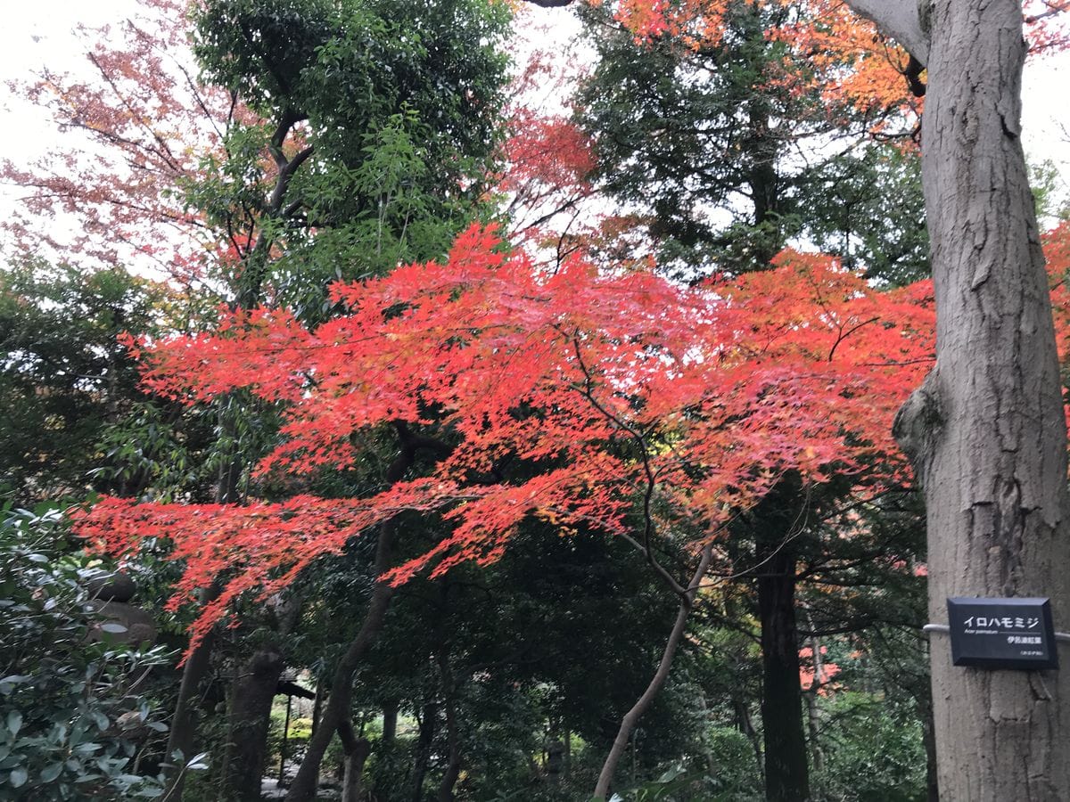 根津美術館