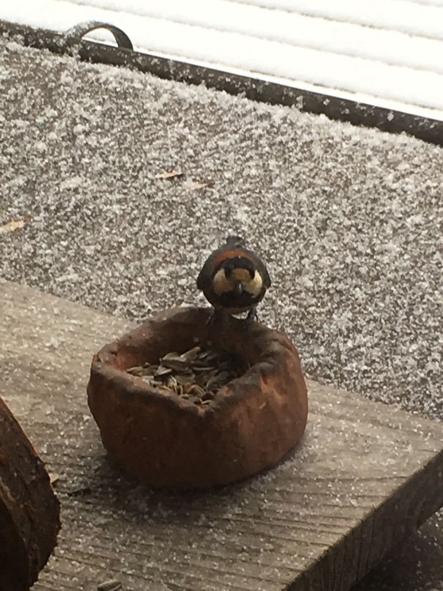 野鳥たちもやってきた