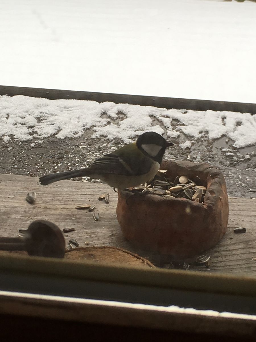 野鳥たちもやってきた