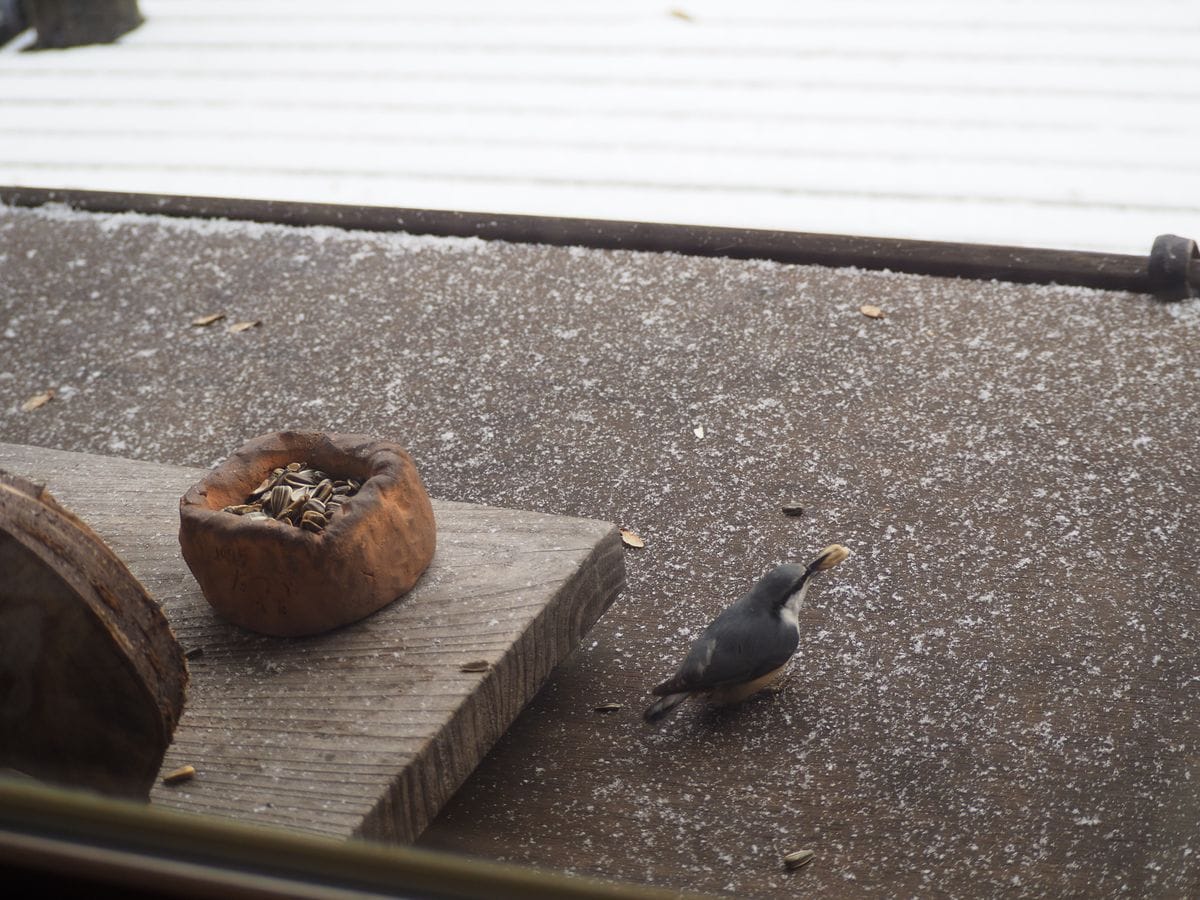 野鳥たちもやってきた