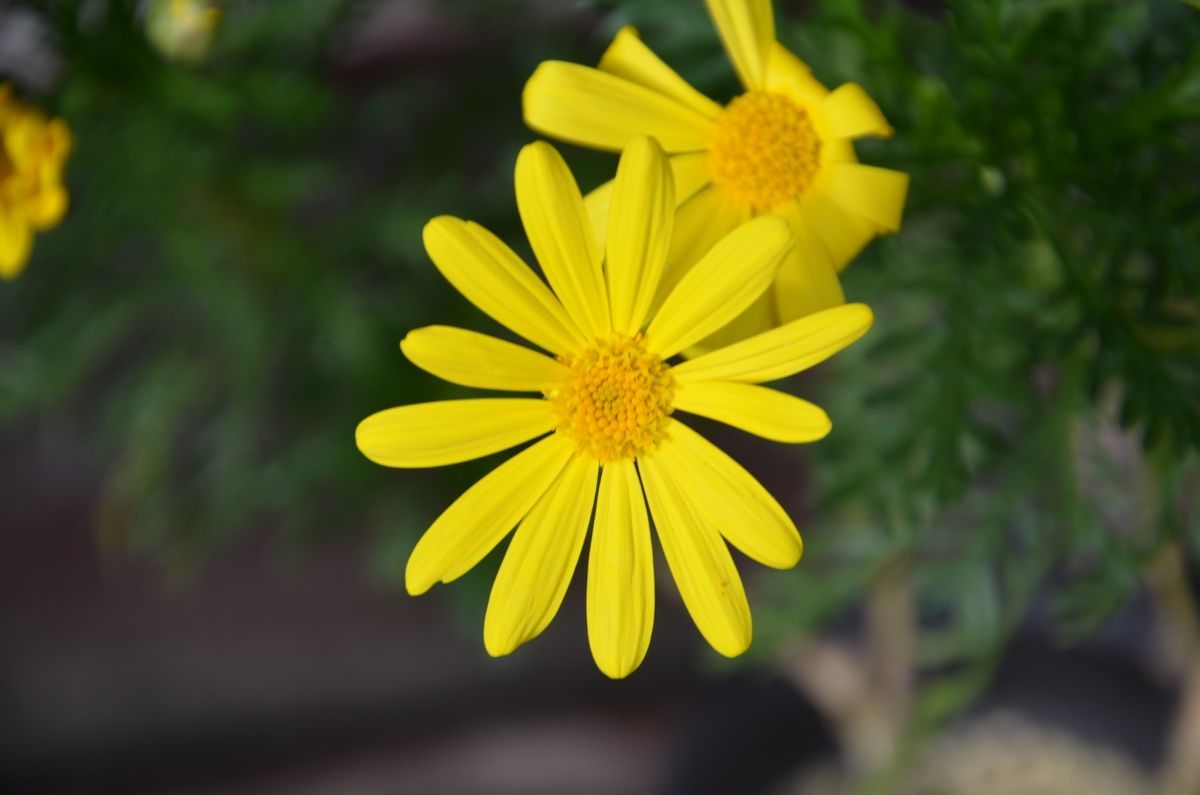 スカビオサ　ブルーバルーン、ユリオプスデージー、薔薇