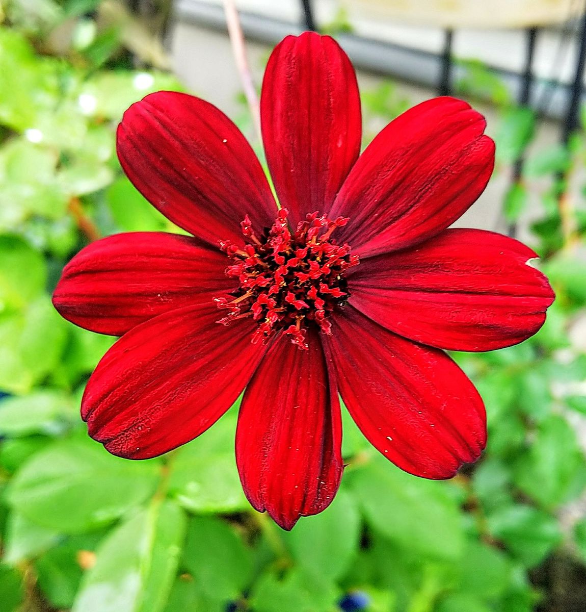 雨上がりの花たち①