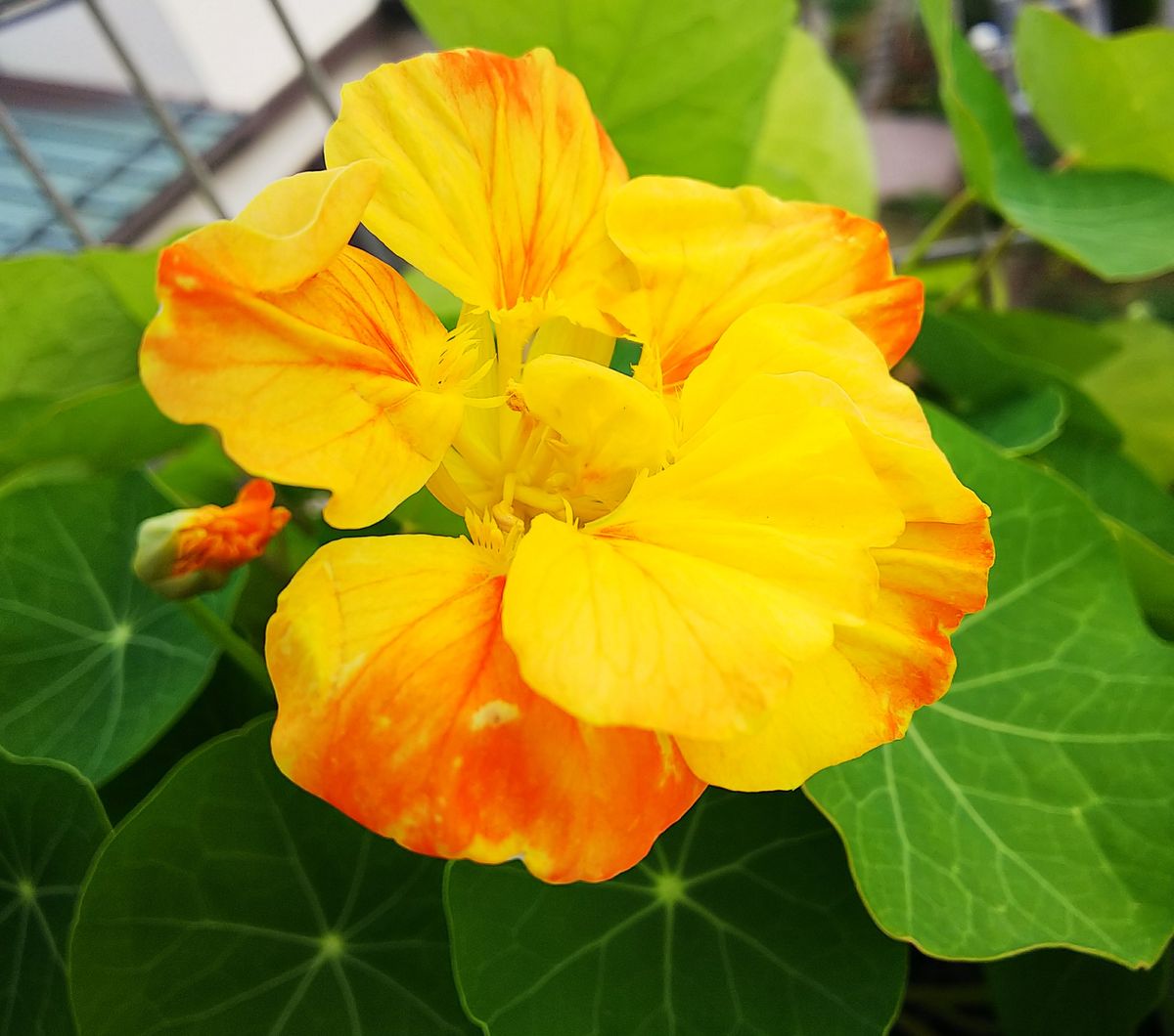 雨上がりの花たち①