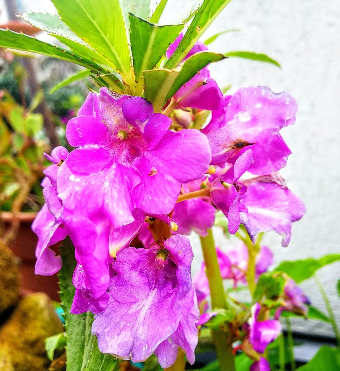 雨上がりの花たち③