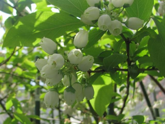 ブル－ベリ－の花が咲く