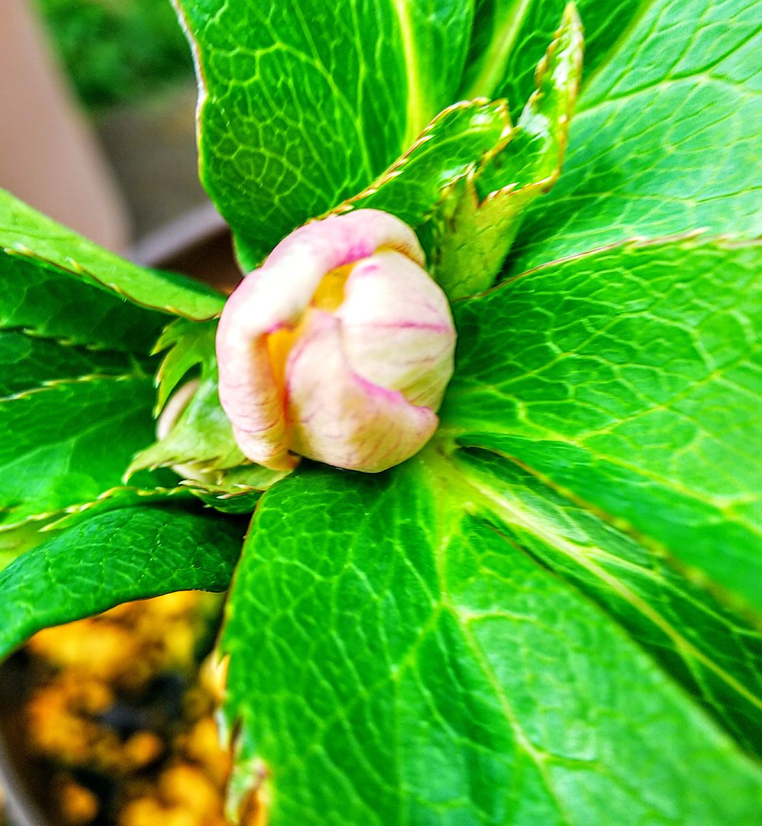 花芽が膨らんできた💐