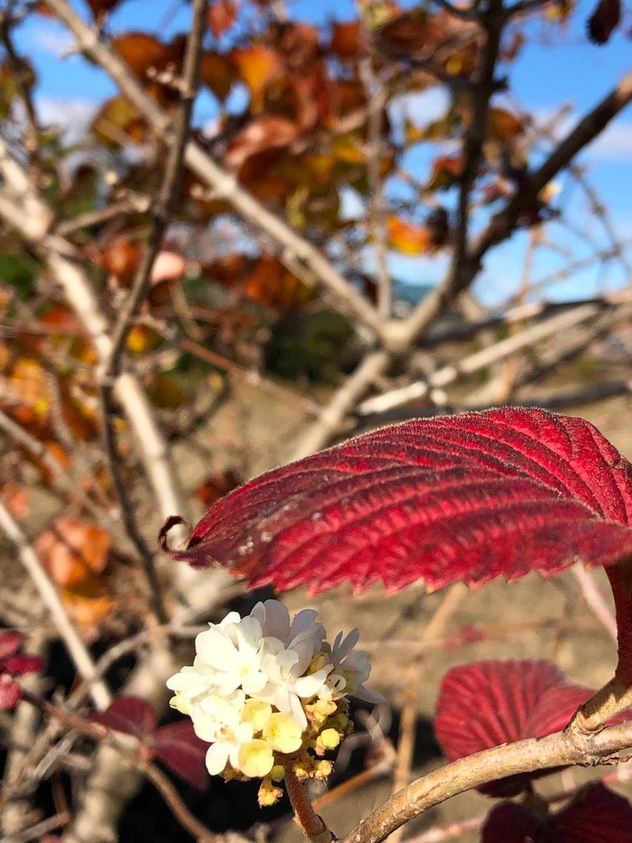 まだ咲いてます