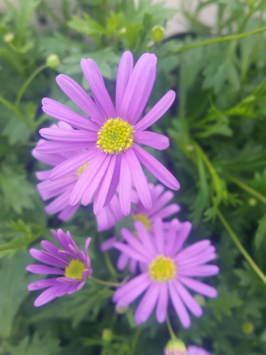 ブラキカム 姫小菊 園芸日記by金子 明人 みんなの趣味の園芸