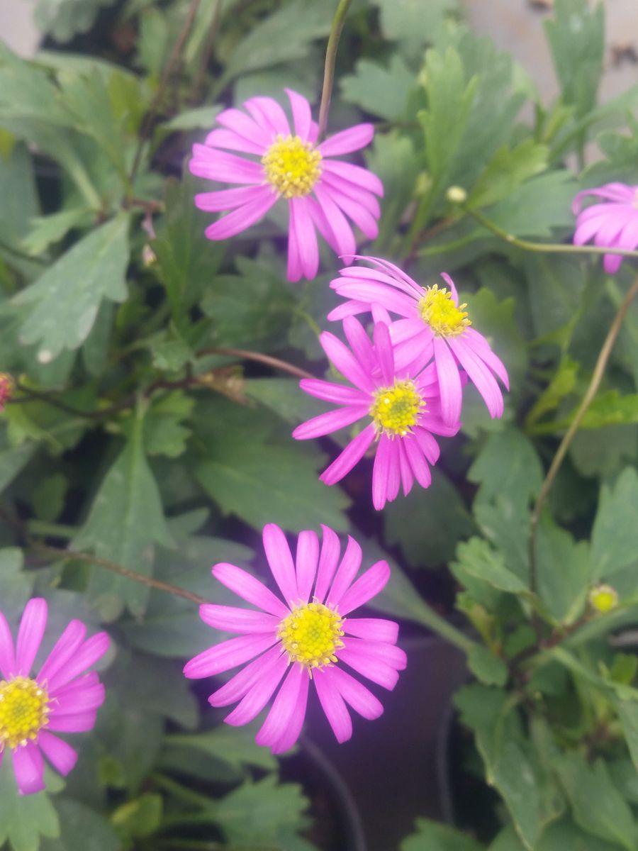 ブラキカム 姫小菊 園芸日記by金子 明人 みんなの趣味の園芸