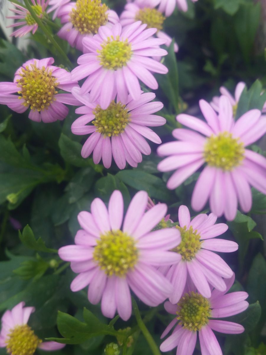 ブラキカム 姫小菊 園芸日記by金子 明人 みんなの趣味の園芸