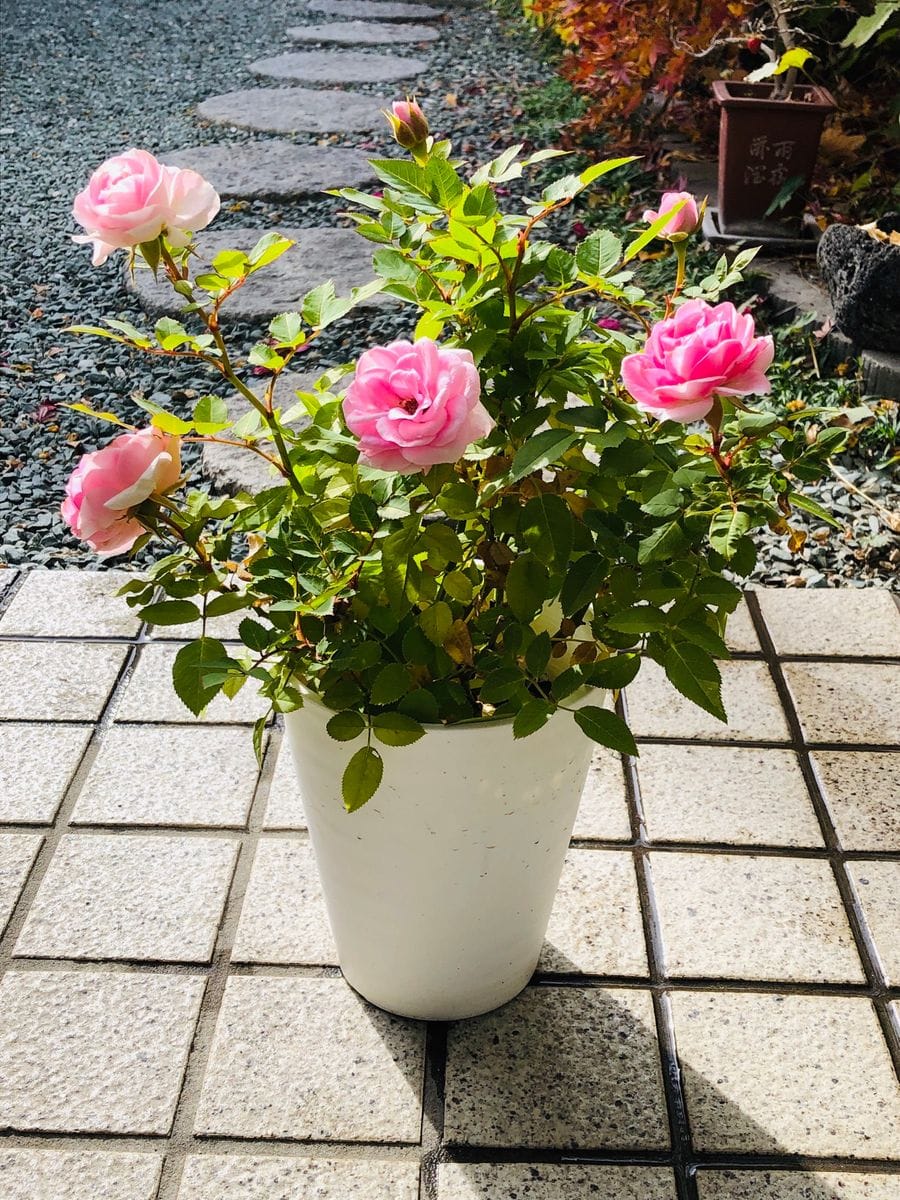 秋の🌹ミニ薔薇✨