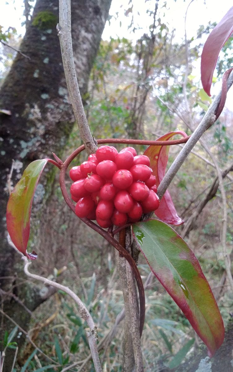 今日の植物