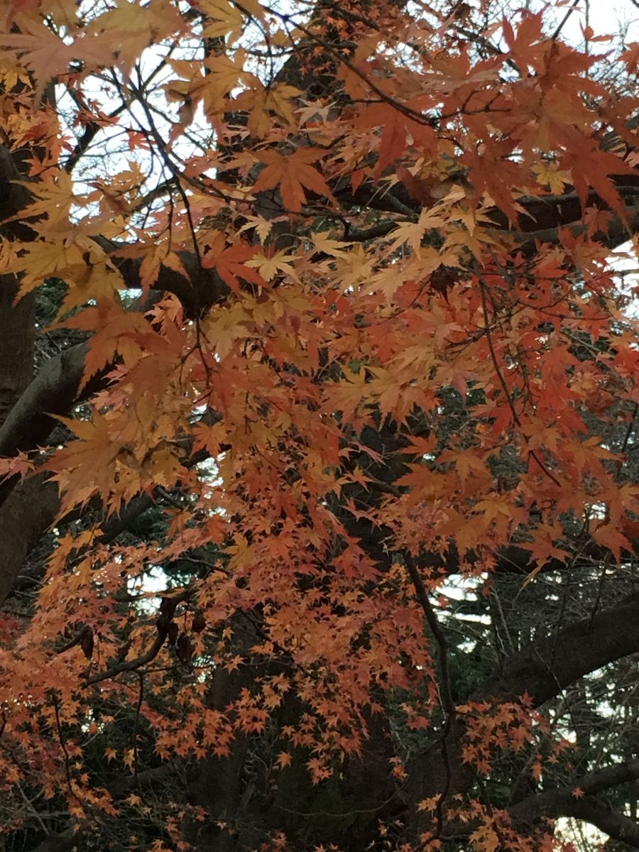 久しぶりの公園