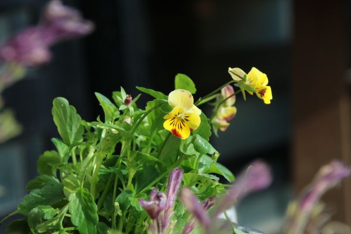 お花と共に