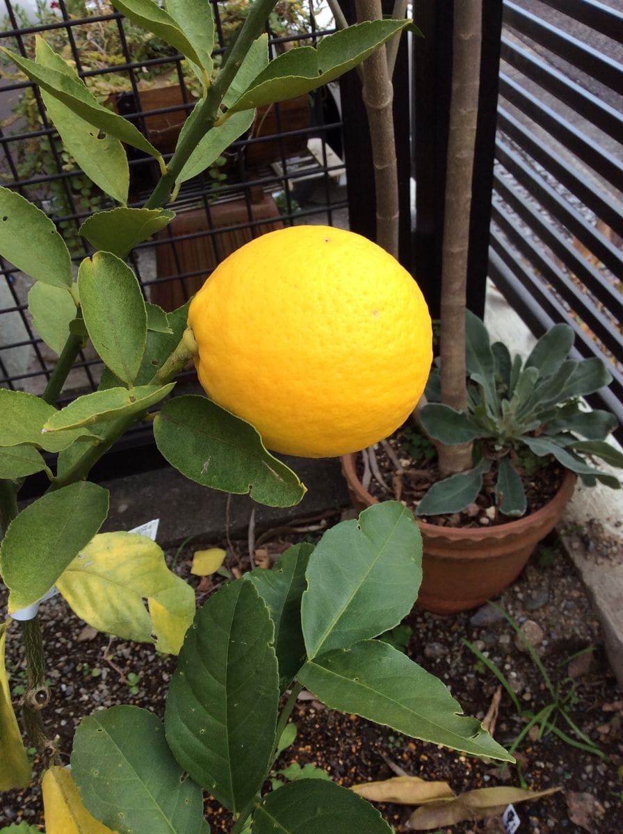 シンビジュームの花芽