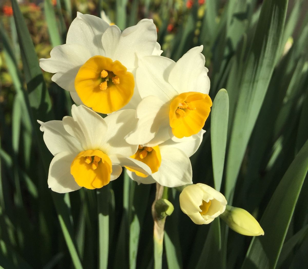 今日の花