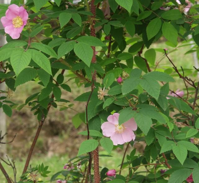 植物公園で見た原種薔薇の花