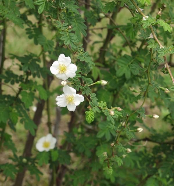 植物公園で見た原種薔薇の花