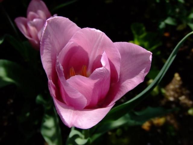 ピンクのチューリップ、山下公園の花壇