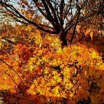 【紅葉】松戸市ゆいの花公園