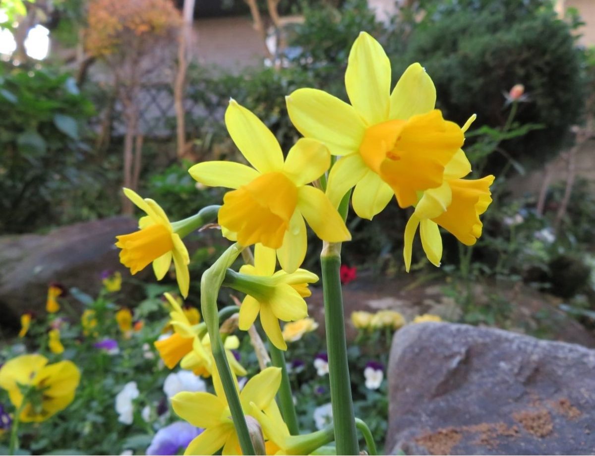 🌻今日の花たち🌻その36