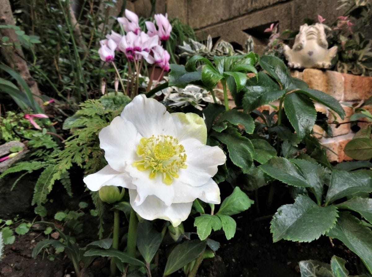 🌻今日の花たち🌻その36