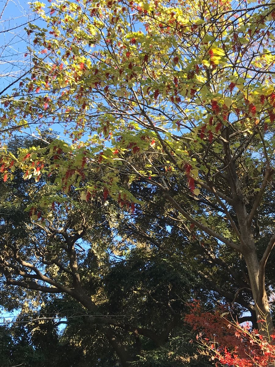 上野公園の黄葉