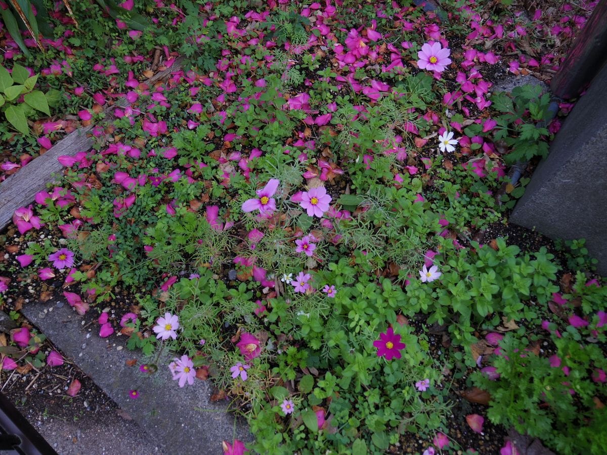 師走の花壇