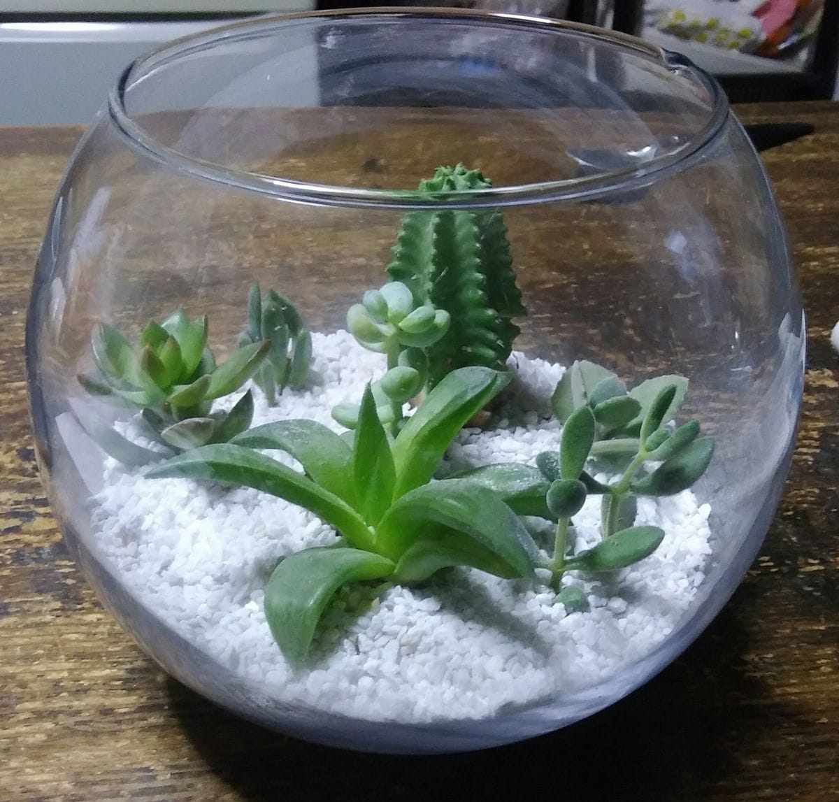 観葉植物で作ってみました🎵