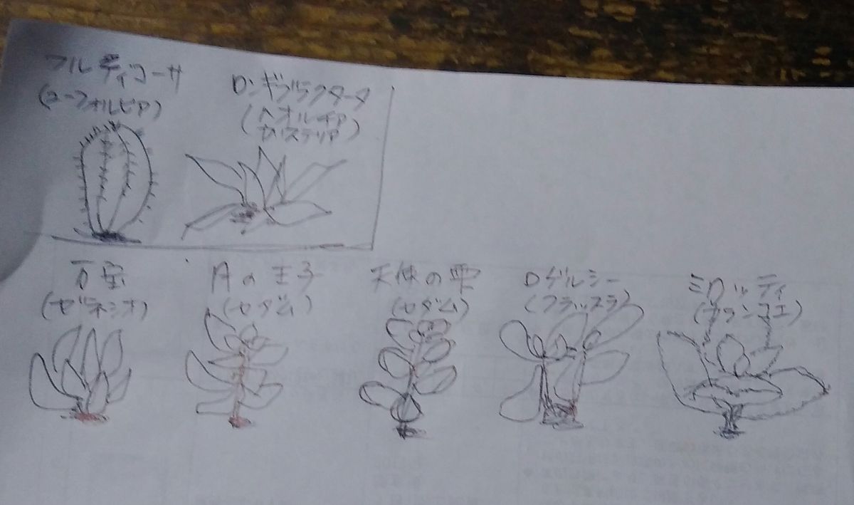 観葉植物で作ってみました🎵