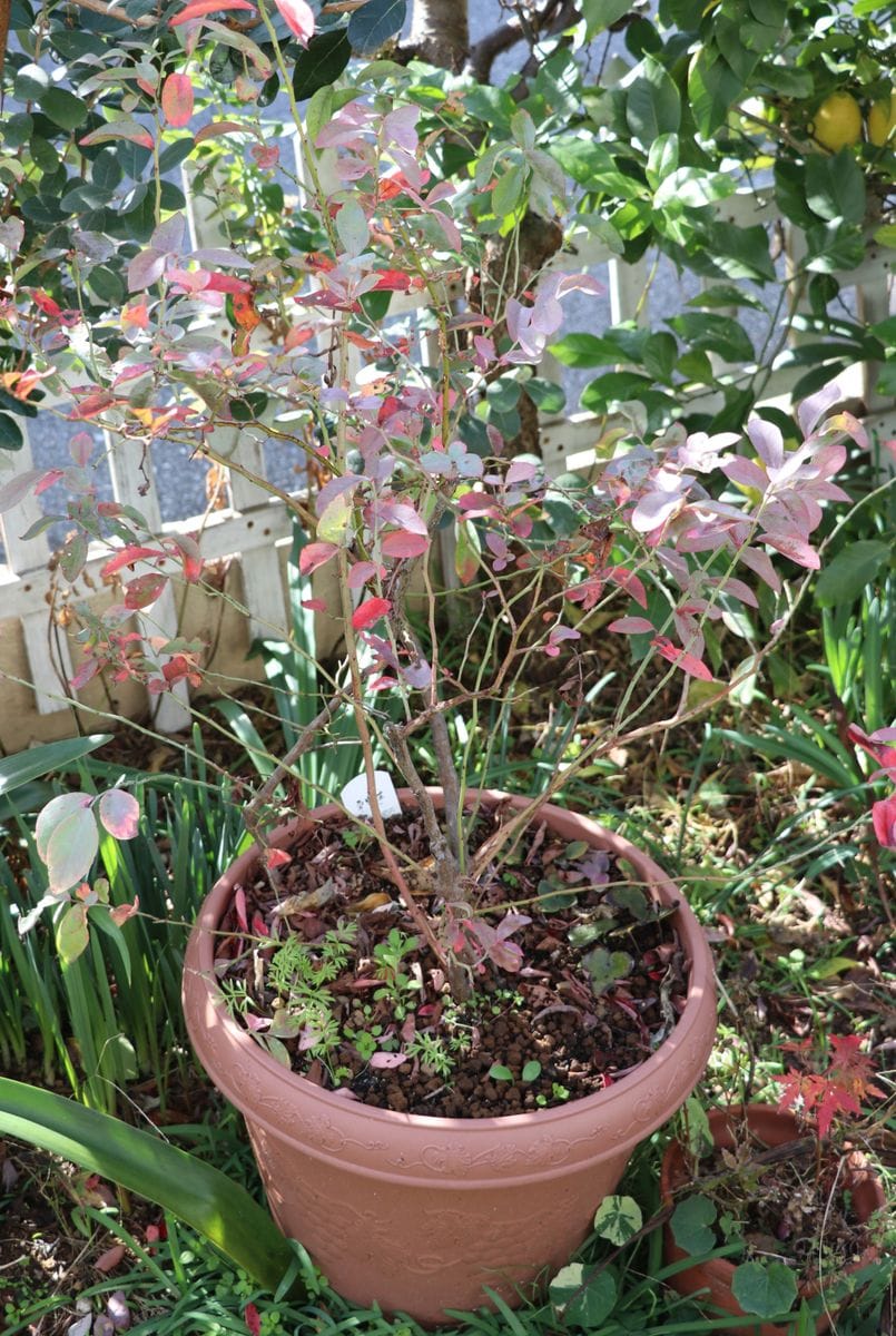 ロウバイ、雪割草