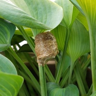 カマキリの卵