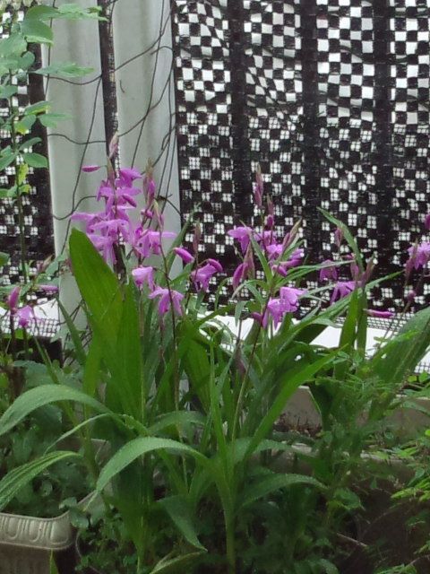 今日は一日雨