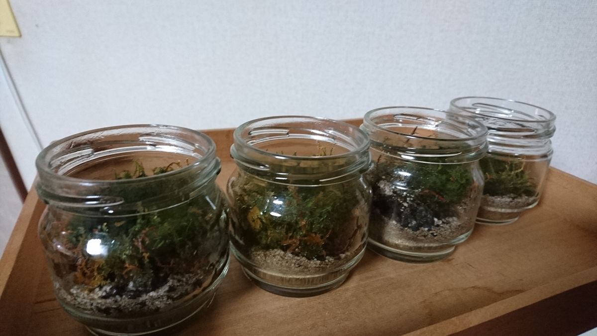 苔盆栽と苔テラリウムの手入れをしました。