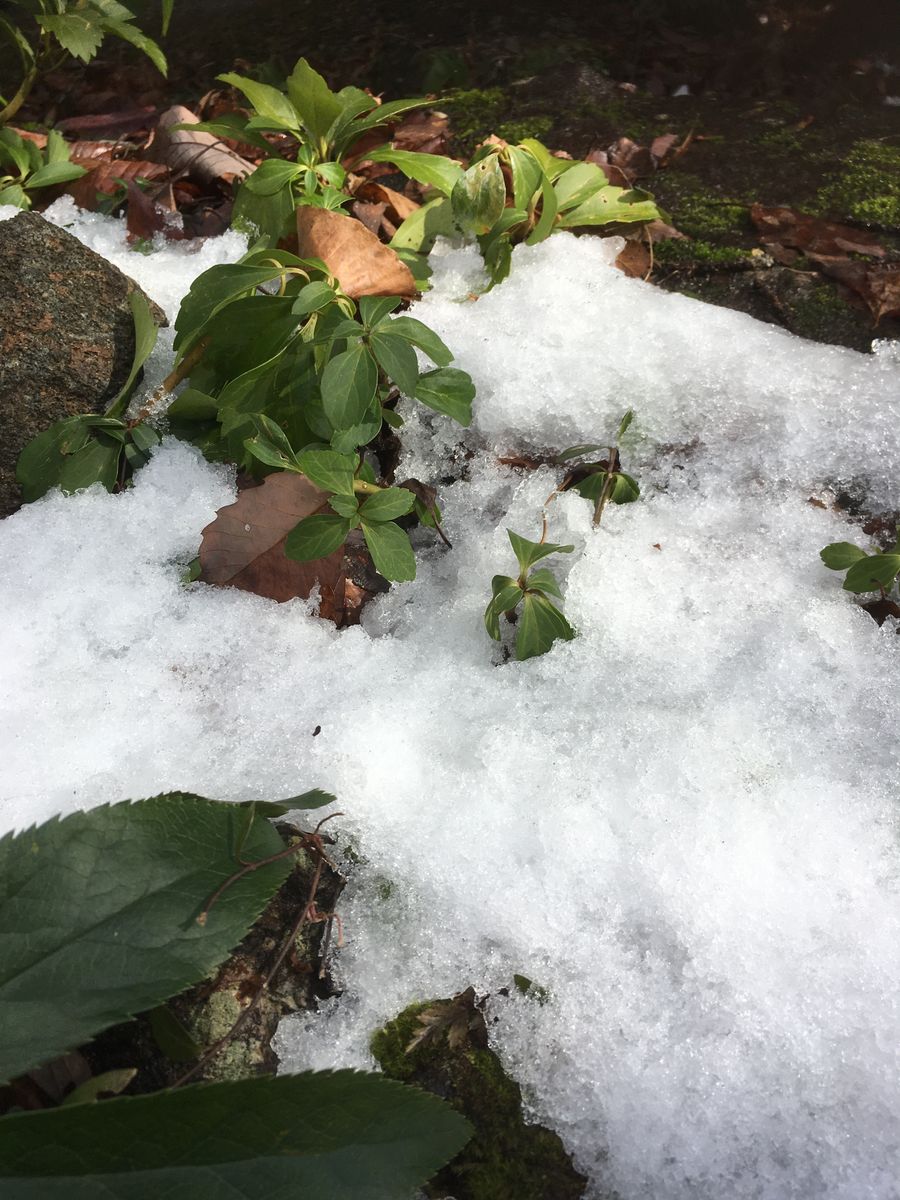 雪が解けて