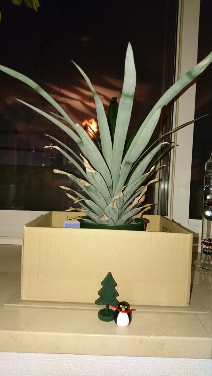 🍍パイナップルとクリスマス🍍