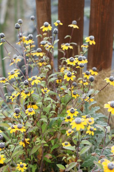 １２月の荒れ地ガーデン