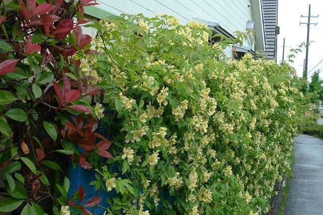 挿木したモッコウバラに花が