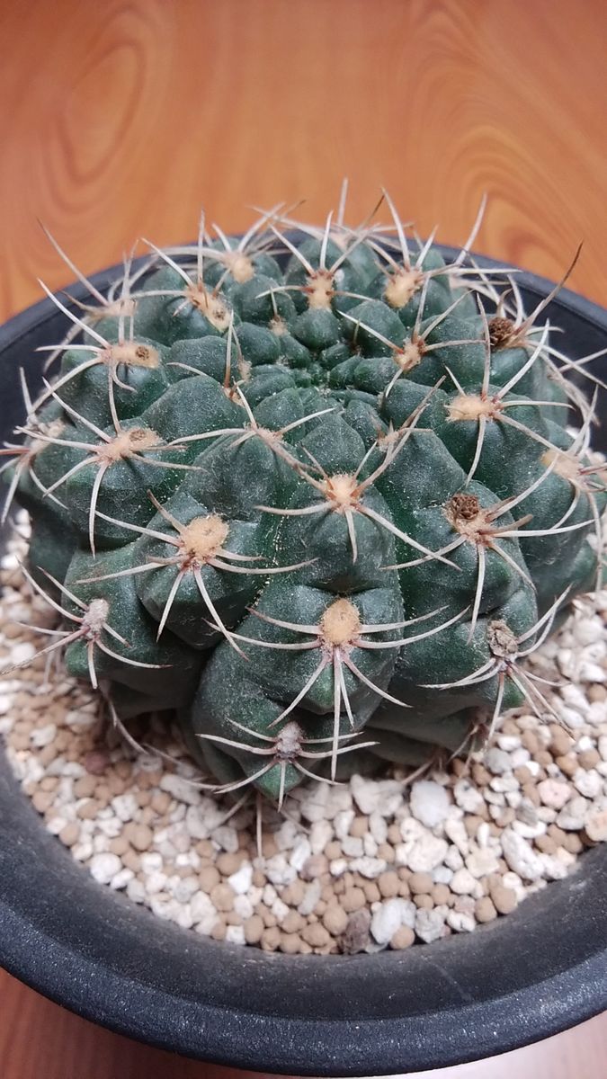 早起きサボテン🌵