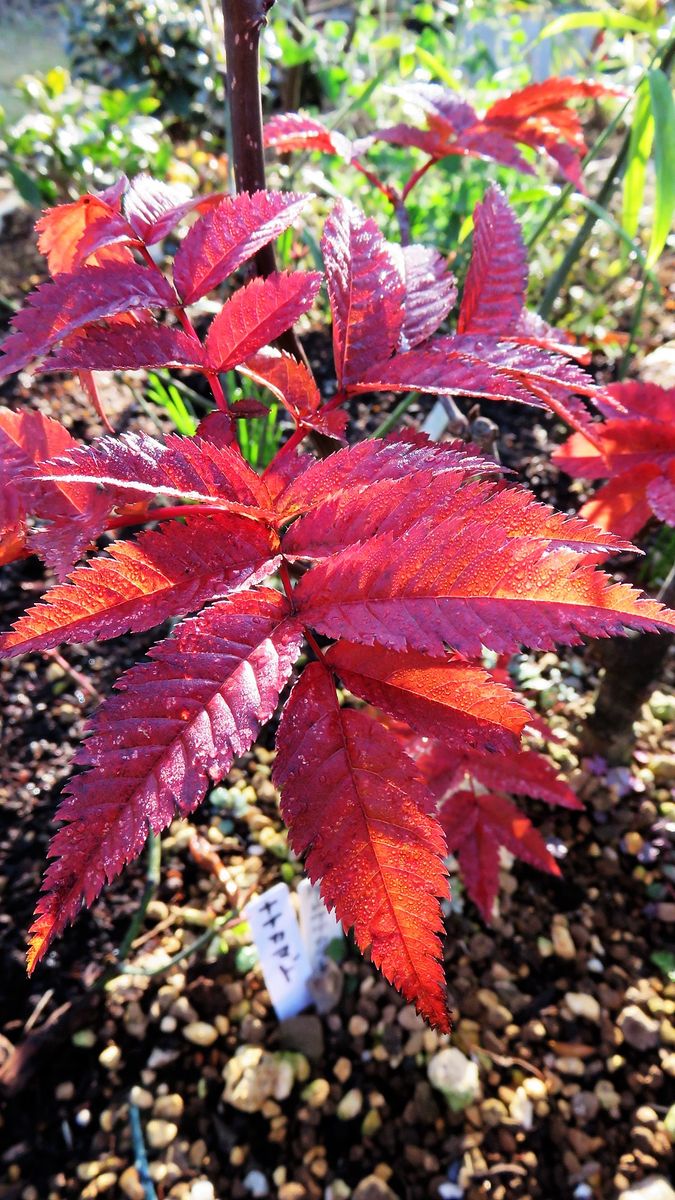 地植え効果か-深山七竈の紅葉